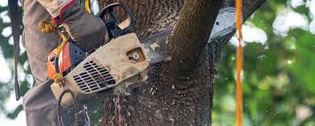 How Our Tree Care Process Works  in  Dover Base Housing, DE