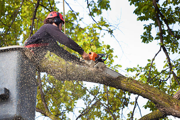 Best Root Management and Removal  in Dover Base Housing, DE